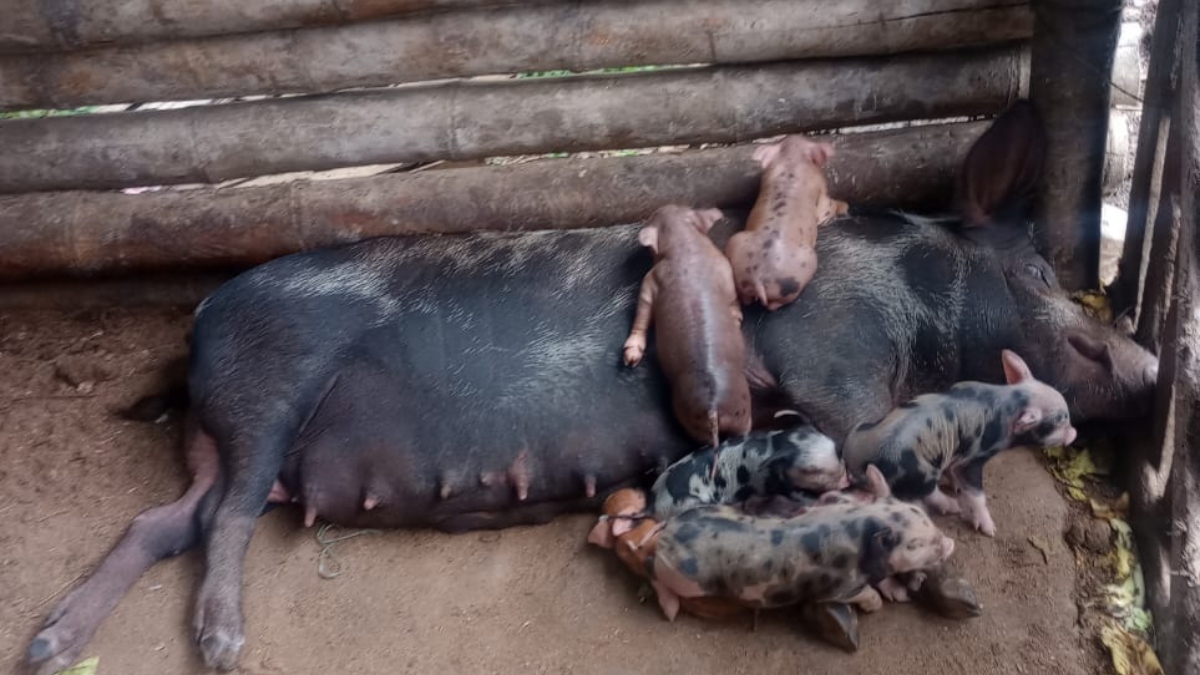 40 porcos são apreendidos em local irregular no Alto do Catete