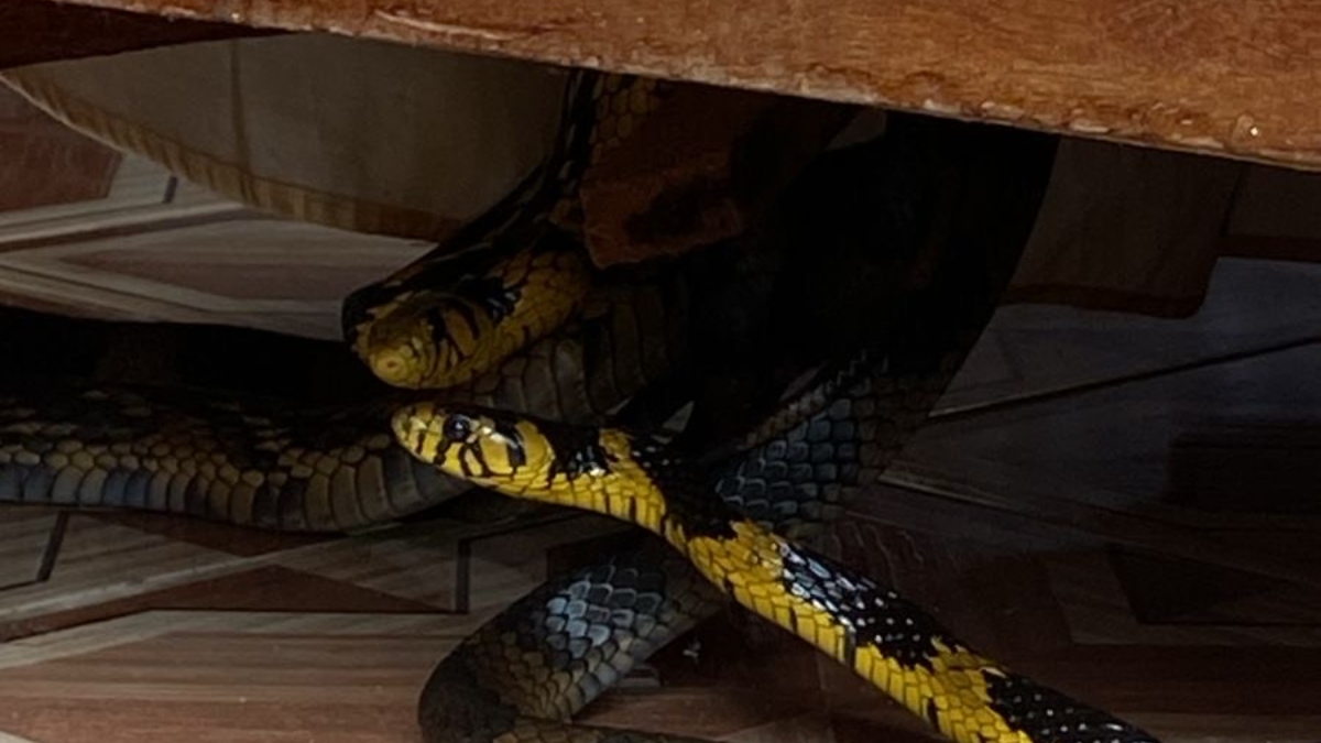 Cobras são resgatadas pelo Inea durante acasalamento em Lumiar