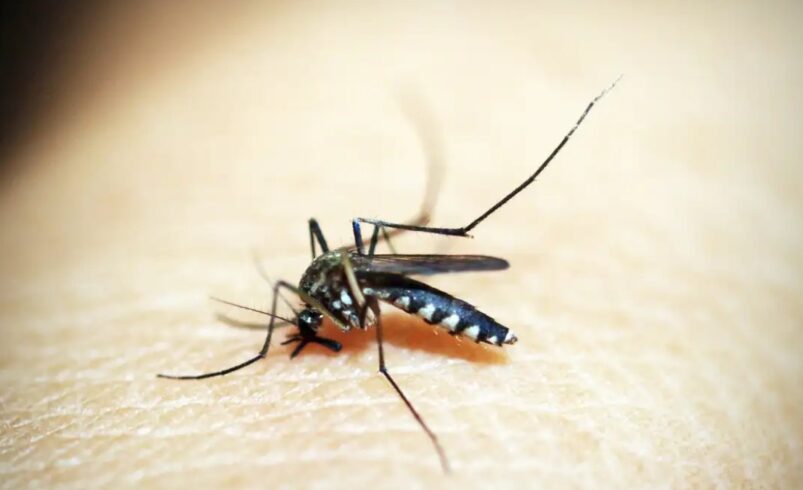 Vacina contra Chikungunya