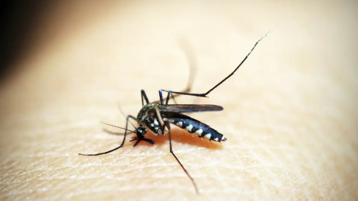 Vacina contra chikungunya do Butantan é aprovada pela Anvisa