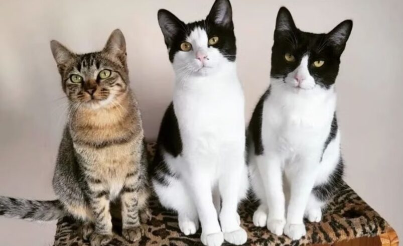 adoção de gatos