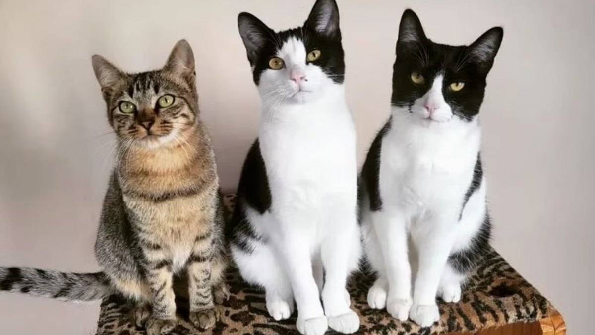 Adoção de gatos em Friburgo acontece neste sábado, 5 de abril