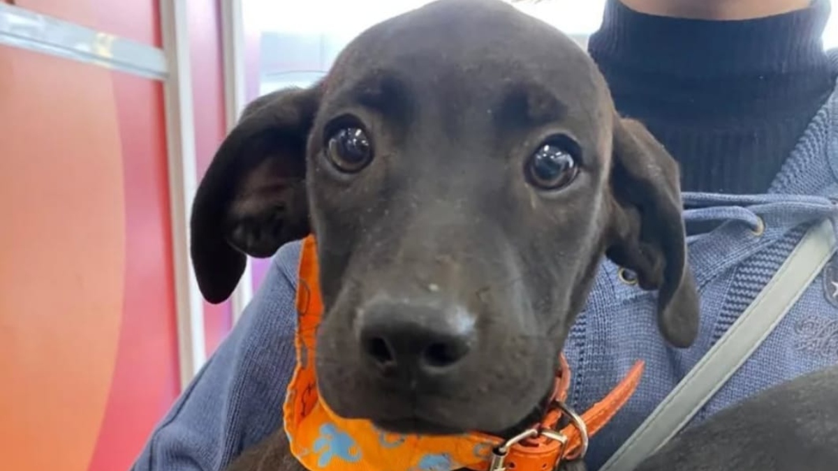 Campanha de adoção de cães acontece neste sábado em Friburgo