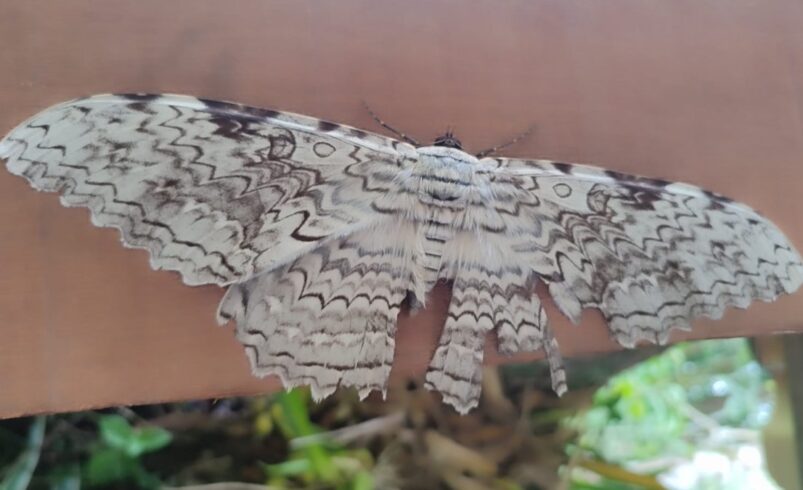 Mariposa do imperador é vista em parque de Friburgo