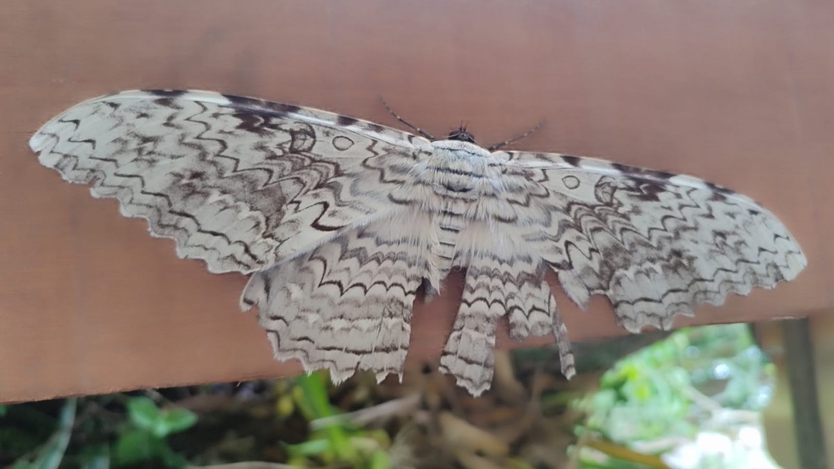 Mariposa do imperador é vista em parque de Friburgo