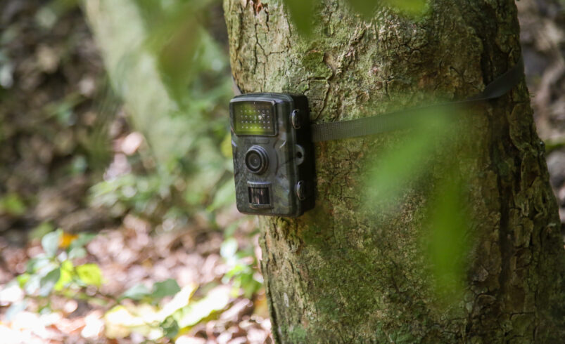Governo do Rio entrega 480 câmeras para monitoramento da fauna silvestre no RJ - Fotos: Inea
