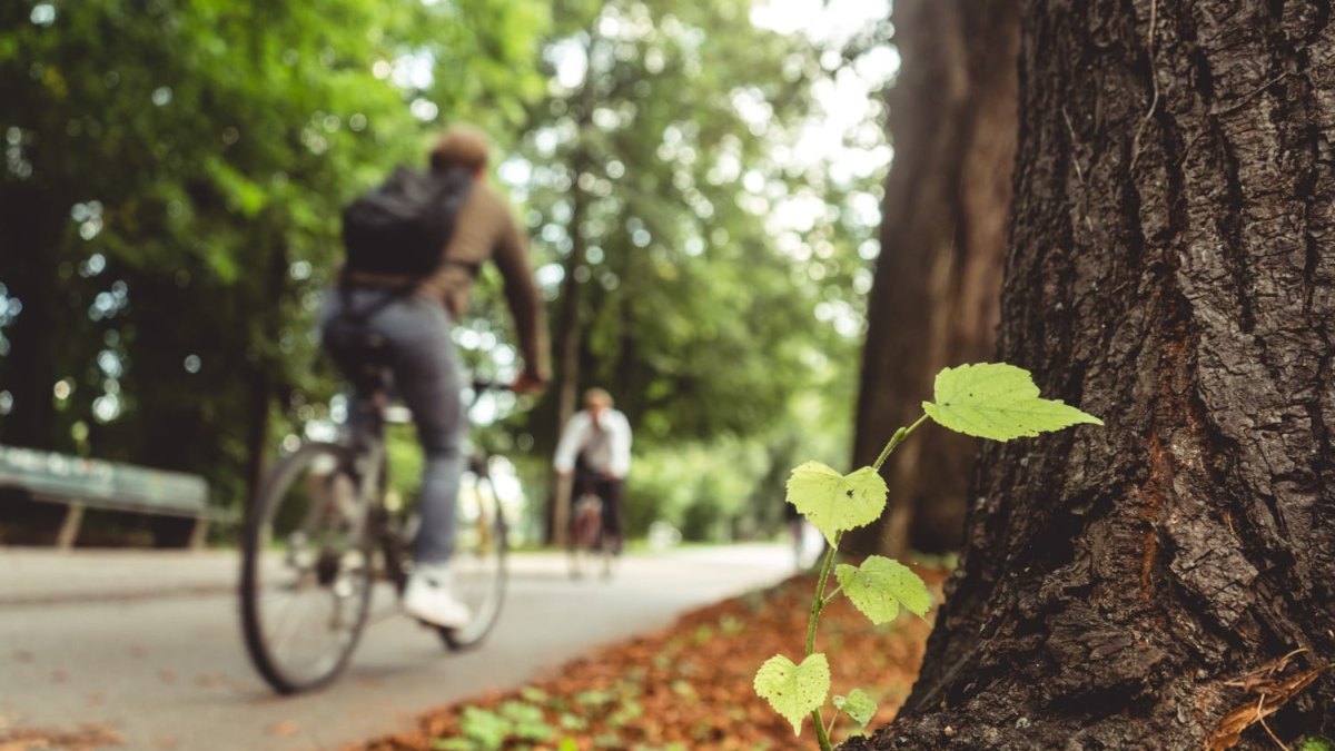 Dia Mundial do Meio Ambiente é comemorado nesta quinta, 5