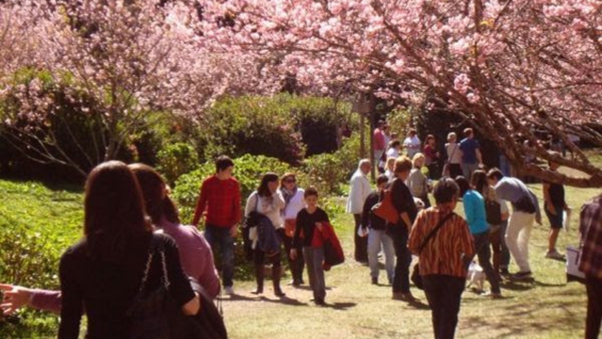 Tradição japonesa: Festa da Cerejeira em Friburgo será em julho